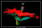 scgFloral-52-bc-ip