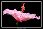 scgFloral-52-cc-7x6