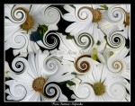 scgFloral-79