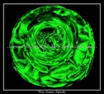 scgFloral-81-chromeToxic