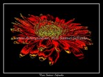scgFlower - 04 - ChromeDR