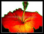 scgFlower - 06 - CEG