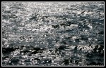 scgIMG_0259