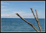 scgIMG_0675