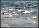 scgIMG_0740