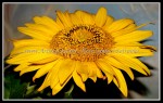 scgIMG_0847 FLOWER 30