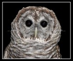 scgIMG_1034 Barred Owl 1