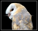 scgIMG_1127 Barn Owl 1