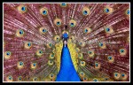 scgIMG_1488 Peacock