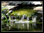 scgIMG_2014 REINSTEIN WOODS 20