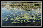 scgIMG_2066 REINSTEIN WOODS 08