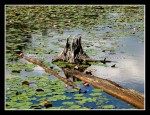 scgIMG_2074 REINSTEIN WOODS 07