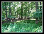 scgIMG_2088 REINSTEIN WOODS 01