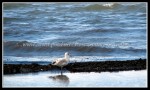 scgIMG_2432 W-LE06 - Woodlawn Beach