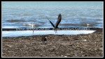 scgIMG_2433 W-LE07 - Woodlawn Beach