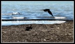 scgIMG_2434 W-LE08 - Woodlawn Beach