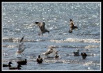 scgIMG_2457 W-LE13 - Woodlawn Beach