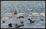scgIMG_2463 W-LE14 - Woodlawn Beach