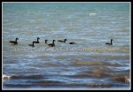 scgIMG_2470 W-LE16 - Woodlawn Beach