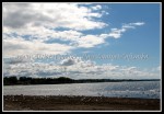 scgIMG_2496 W-LE19 - Woodlawn Beach