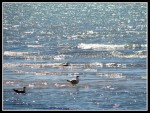 scgIMG_2504 W-LE21 - Woodlawn Beach
