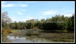 scgIMG_3137 scgIMG_3137