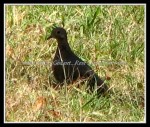 scgIMG_3144 scgIMG_3144
