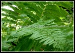 scgIMG_3147 scgIMG_3147