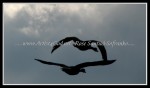 scgIMG_3223 scgIMG_3223