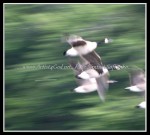 scgIMG_3239 scgIMG_3239