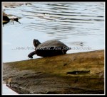 scgIMG_3250 scgIMG_3250