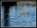 scgIMG_3884 Ducks 6