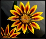 scgIMG_3976 FLOWER 24