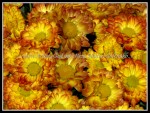 scgIMG_4098 FLOWER 23