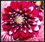 scgIMG_4355 FLOWER 22