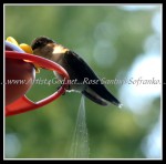 scgIMG_5482 Hummingbird 1