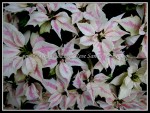 scgIMG_5913 FLOWER 19