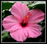 scgIMG_5970 FLOWER 18