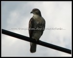 scgIMG_6099 Red-Tailed Hawk 1