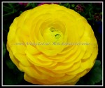 scgIMG_6401 FLOWER 17