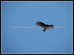 scgIMG_6431 Turkey Vulture 1