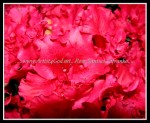 scgIMG_6742 FLOWER 16