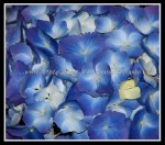 scgIMG_6892 FLOWER 15
