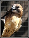 scgIMG_7016 Red-tailed Hawk 2