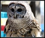scgIMG_7094 Barred Owl 2
