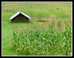 scgIMG_7529 A-BA38 - Orchard Park