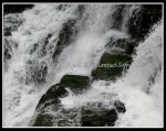 scgIMG_7803