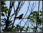 scgIMG_8826 Catbird 2