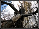 scgIMG_9053