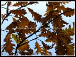 scgIMG_9067
